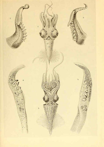 Reproducción/Reproduction 6139722203: The Cephalopod. atlas Jerusalem :Israel Program for Scientific Translations ; Springfield, Va. : available from the U. S. National Technical Information Service,1975