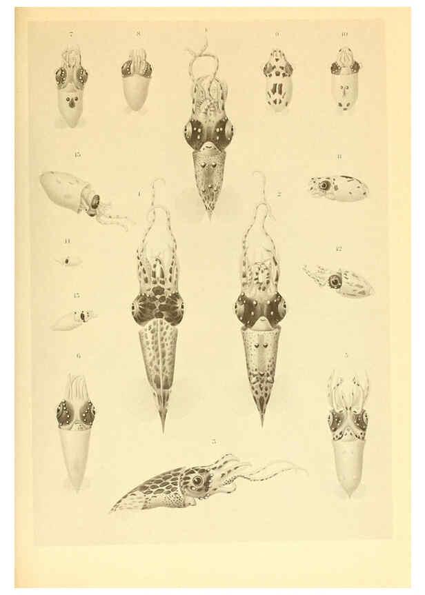 Reproducción/Reproduction 6139722367: The Cephalopod. atlas Jerusalem :Israel Program for Scientific Translations ; Springfield, Va. : available from the U. S. National Technical Information Service,1975