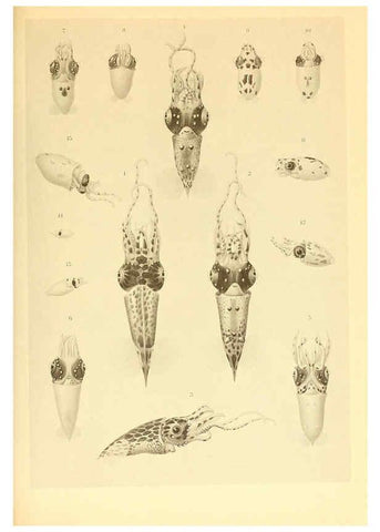 Reproducción/Reproduction 6139722367: The Cephalopod. atlas Jerusalem :Israel Program for Scientific Translations ; Springfield, Va. : available from the U. S. National Technical Information Service,1975
