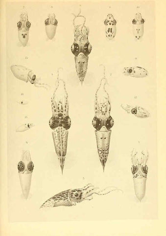 Reproducción/Reproduction 6139722367: The Cephalopod. atlas Jerusalem :Israel Program for Scientific Translations ; Springfield, Va. : available from the U. S. National Technical Information Service,1975