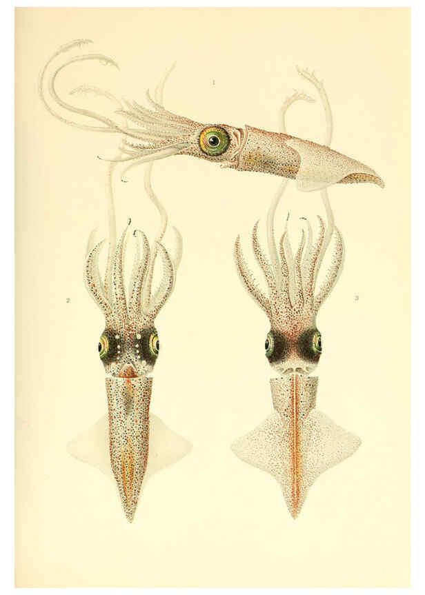 Reproducción/Reproduction 6140272188: The Cephalopod. atlas Jerusalem :Israel Program for Scientific Translations ; Springfield, Va. : available from the U. S. National Technical Information Service,1975