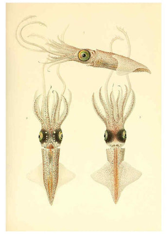 Reproducción/Reproduction 6140272188: The Cephalopod. atlas Jerusalem :Israel Program for Scientific Translations ; Springfield, Va. : available from the U. S. National Technical Information Service,1975