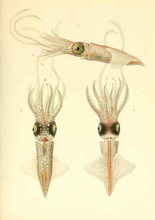 Reproducción/Reproduction 6140272188: The Cephalopod. atlas Jerusalem :Israel Program for Scientific Translations ; Springfield, Va. : available from the U. S. National Technical Information Service,1975
