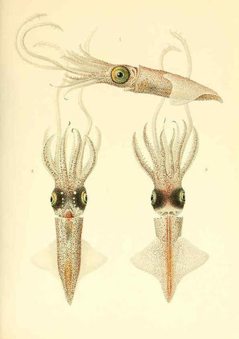 Reproducción/Reproduction 6140272188: The Cephalopod. atlas Jerusalem :Israel Program for Scientific Translations ; Springfield, Va. : available from the U. S. National Technical Information Service,1975