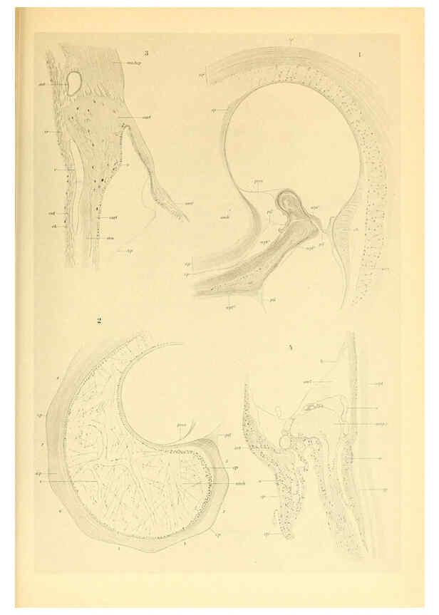Reproducción/Reproduction 6139735127: The Cephalopod. atlas Jerusalem :Israel Program for Scientific Translations ; Springfield, Va. : available from the U. S. National Technical Information Service,1975