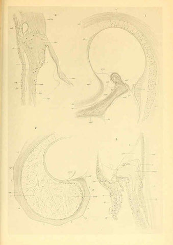 Reproducción/Reproduction 6139735127: The Cephalopod. atlas Jerusalem :Israel Program for Scientific Translations ; Springfield, Va. : available from the U. S. National Technical Information Service,1975