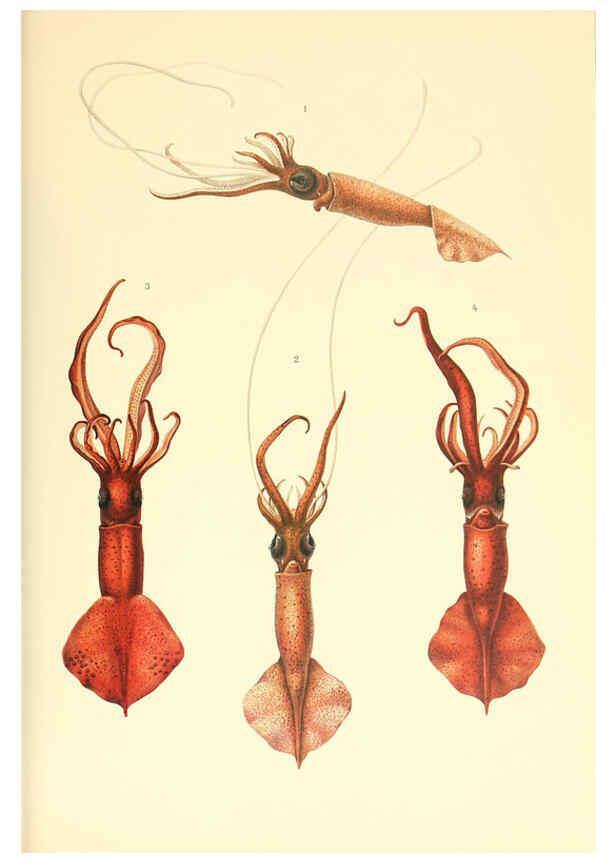 Reproducción/Reproduction 6139726763: The Cephalopod. atlas Jerusalem :Israel Program for Scientific Translations ; Springfield, Va. : available from the U. S. National Technical Information Service,1975