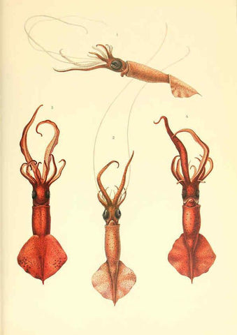 Reproducción/Reproduction 6139726763: The Cephalopod. atlas Jerusalem :Israel Program for Scientific Translations ; Springfield, Va. : available from the U. S. National Technical Information Service,1975