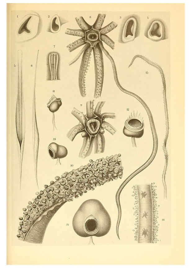Reproducción/Reproduction 6140278204: The Cephalopod. atlas Jerusalem :Israel Program for Scientific Translations ; Springfield, Va. : available from the U. S. National Technical Information Service,1975