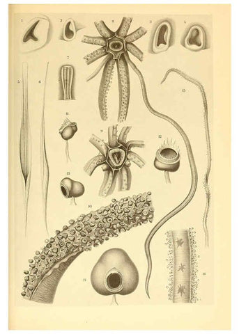 Reproducción/Reproduction 6140278204: The Cephalopod. atlas Jerusalem :Israel Program for Scientific Translations ; Springfield, Va. : available from the U. S. National Technical Information Service,1975