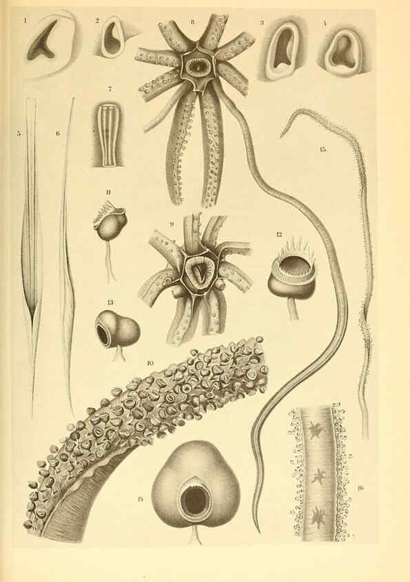 Reproducción/Reproduction 6140278204: The Cephalopod. atlas Jerusalem :Israel Program for Scientific Translations ; Springfield, Va. : available from the U. S. National Technical Information Service,1975