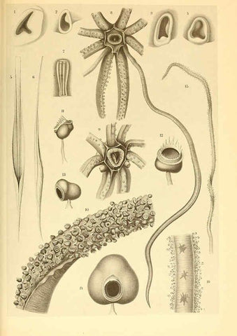 Reproducción/Reproduction 6140278204: The Cephalopod. atlas Jerusalem :Israel Program for Scientific Translations ; Springfield, Va. : available from the U. S. National Technical Information Service,1975