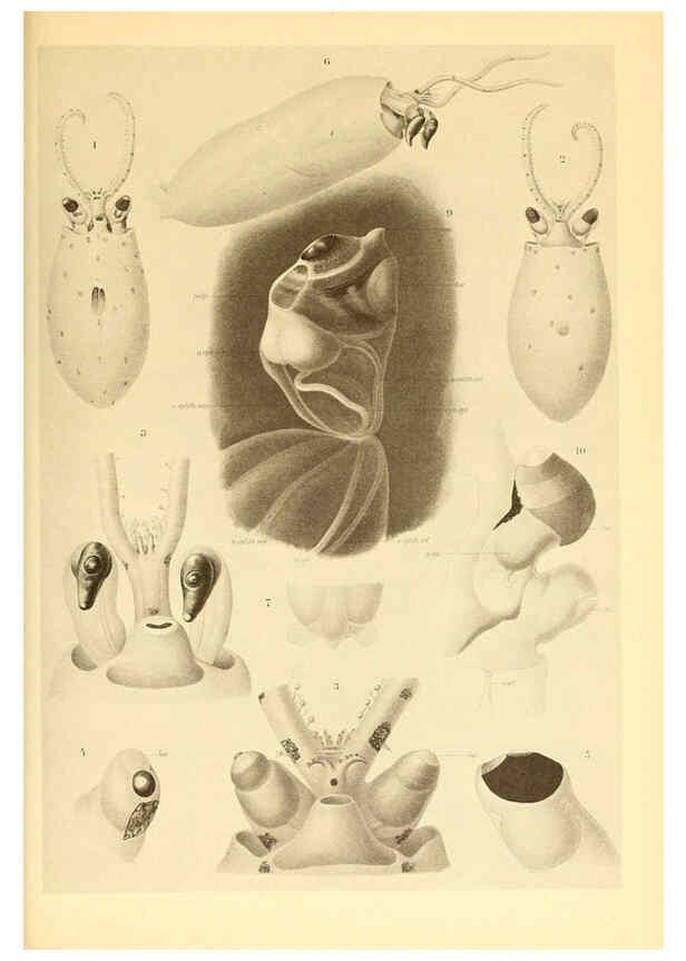 Reproducción/Reproduction 6140282294: The Cephalopod. atlas Jerusalem :Israel Program for Scientific Translations ; Springfield, Va. : available from the U. S. National Technical Information Service,1975