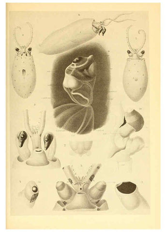 Reproducción/Reproduction 6140282294: The Cephalopod. atlas Jerusalem :Israel Program for Scientific Translations ; Springfield, Va. : available from the U. S. National Technical Information Service,1975