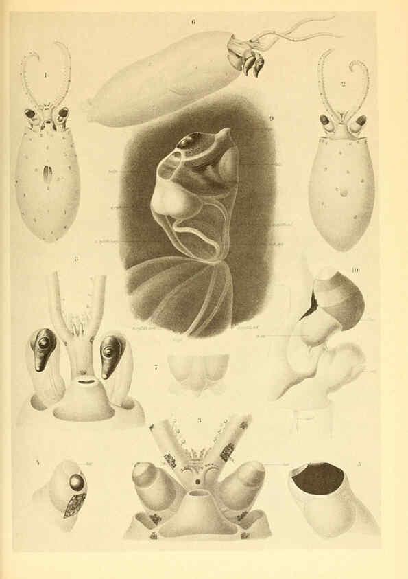 Reproducción/Reproduction 6140282294: The Cephalopod. atlas Jerusalem :Israel Program for Scientific Translations ; Springfield, Va. : available from the U. S. National Technical Information Service,1975