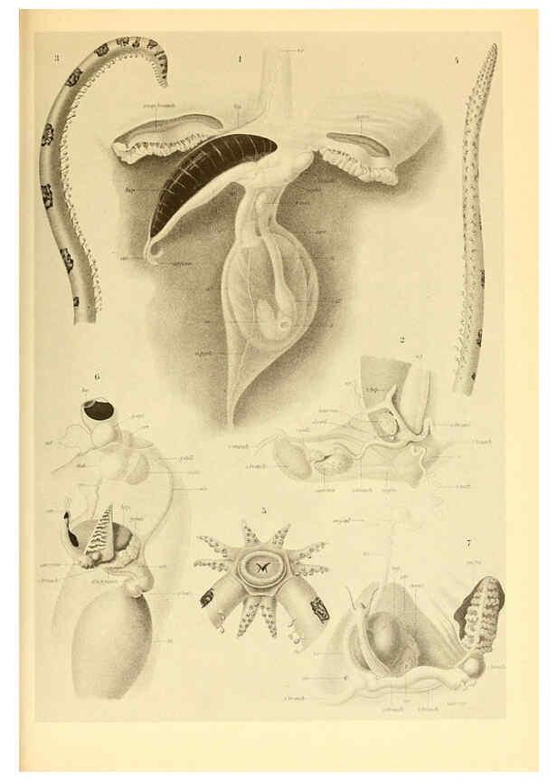 Reproducción/Reproduction 6139731547: The Cephalopod. atlas Jerusalem :Israel Program for Scientific Translations ; Springfield, Va. : available from the U. S. National Technical Information Service,1975