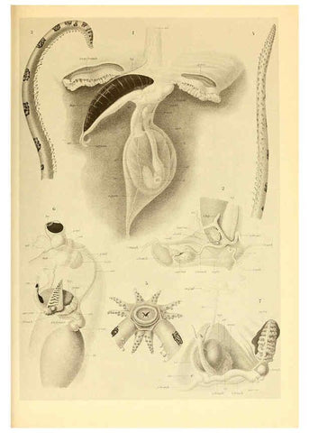 Reproducción/Reproduction 6139731547: The Cephalopod. atlas Jerusalem :Israel Program for Scientific Translations ; Springfield, Va. : available from the U. S. National Technical Information Service,1975