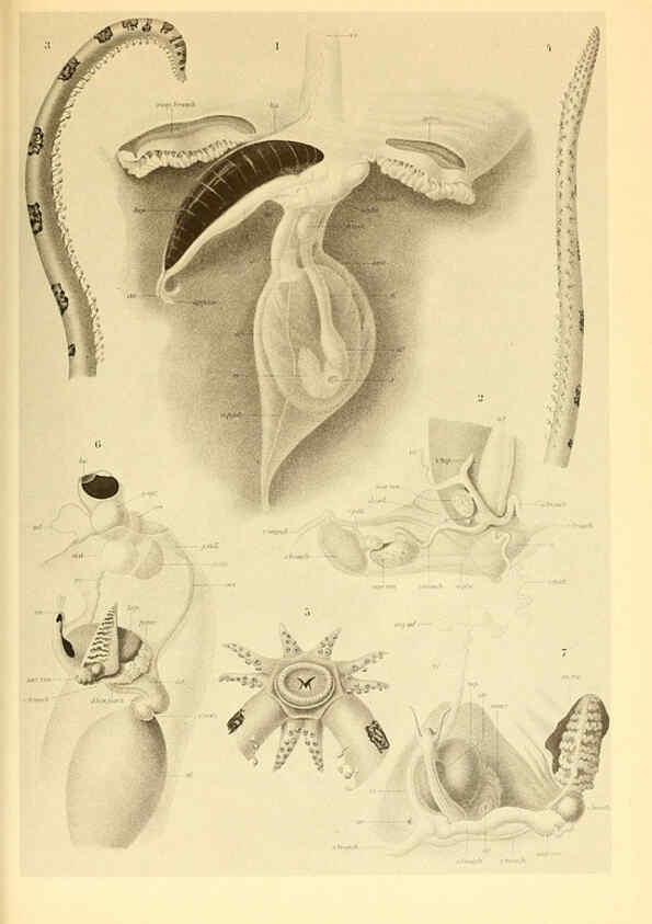 Reproducción/Reproduction 6139731547: The Cephalopod. atlas Jerusalem :Israel Program for Scientific Translations ; Springfield, Va. : available from the U. S. National Technical Information Service,1975