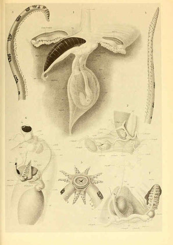 Reproducción/Reproduction 6139731547: The Cephalopod. atlas Jerusalem :Israel Program for Scientific Translations ; Springfield, Va. : available from the U. S. National Technical Information Service,1975