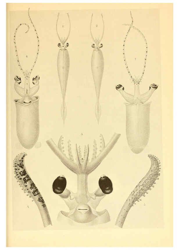 Reproducción/Reproduction 6139731719: The Cephalopod. atlas Jerusalem :Israel Program for Scientific Translations ; Springfield, Va. : available from the U. S. National Technical Information Service,1975