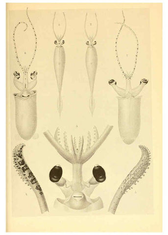 Reproducción/Reproduction 6139731719: The Cephalopod. atlas Jerusalem :Israel Program for Scientific Translations ; Springfield, Va. : available from the U. S. National Technical Information Service,1975