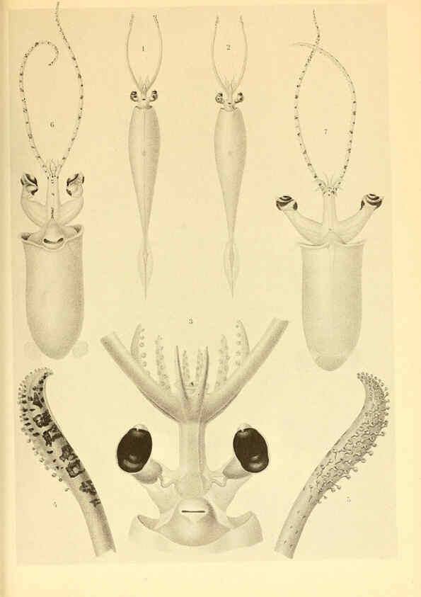 Reproducción/Reproduction 6139731719: The Cephalopod. atlas Jerusalem :Israel Program for Scientific Translations ; Springfield, Va. : available from the U. S. National Technical Information Service,1975