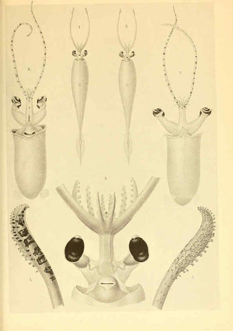 Reproducción/Reproduction 6139731719: The Cephalopod. atlas Jerusalem :Israel Program for Scientific Translations ; Springfield, Va. : available from the U. S. National Technical Information Service,1975