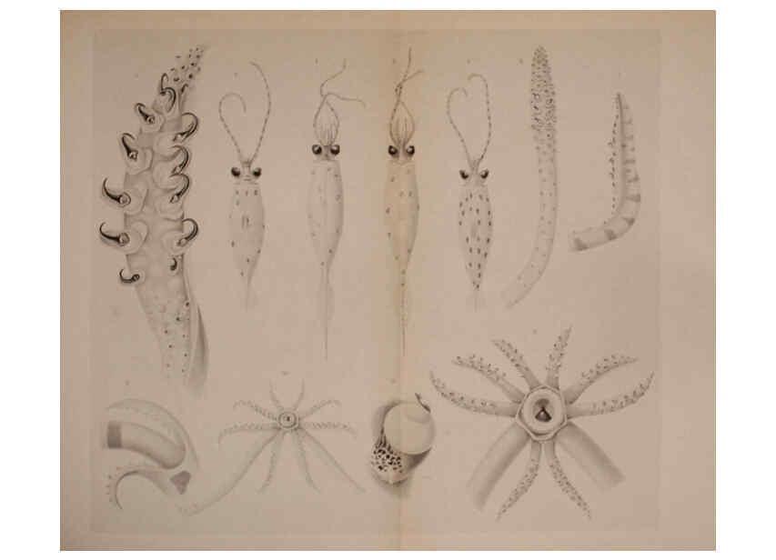 Reproducción/Reproduction 6140282972: The Cephalopod. atlas Jerusalem :Israel Program for Scientific Translations ; Springfield, Va. : available from the U. S. National Technical Information Service,1975