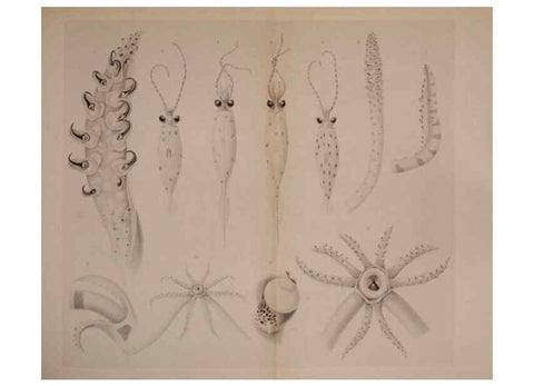 Reproducción/Reproduction 6140282972: The Cephalopod. atlas Jerusalem :Israel Program for Scientific Translations ; Springfield, Va. : available from the U. S. National Technical Information Service,1975