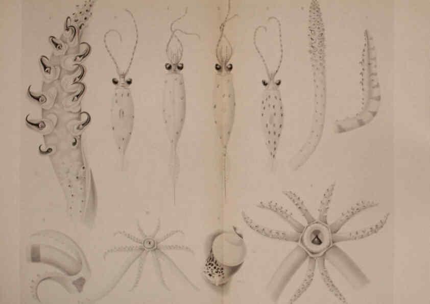 Reproducción/Reproduction 6140282972: The Cephalopod. atlas Jerusalem :Israel Program for Scientific Translations ; Springfield, Va. : available from the U. S. National Technical Information Service,1975