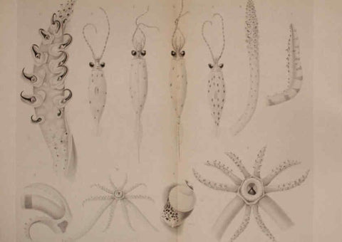 Reproducción/Reproduction 6140282972: The Cephalopod. atlas Jerusalem :Israel Program for Scientific Translations ; Springfield, Va. : available from the U. S. National Technical Information Service,1975