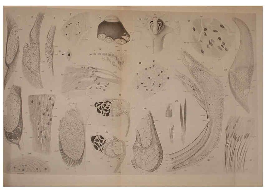 Reproducción/Reproduction 6140283158: The Cephalopod. atlas Jerusalem :Israel Program for Scientific Translations ; Springfield, Va. : available from the U. S. National Technical Information Service,1975