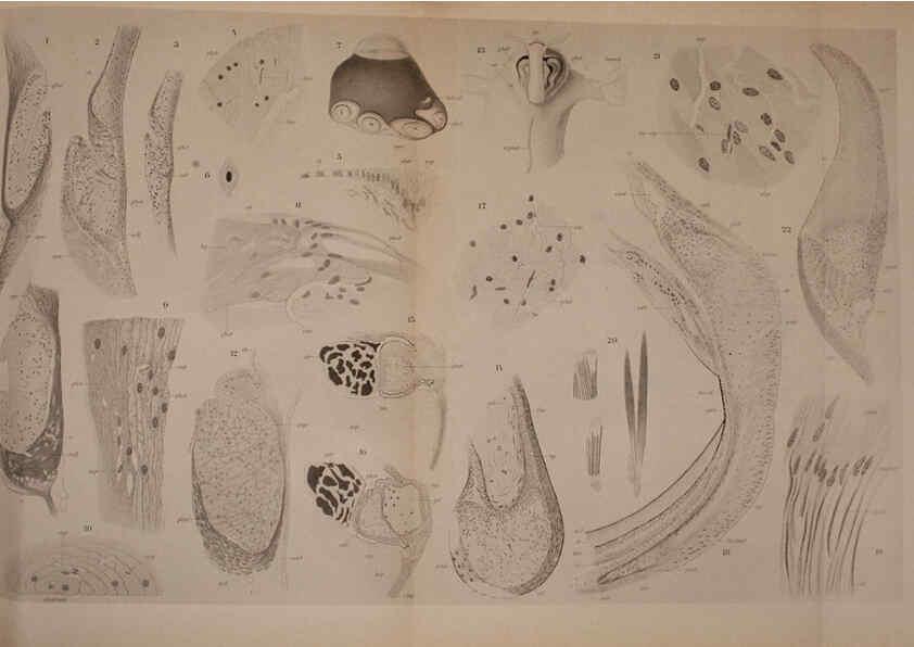 Reproducción/Reproduction 6140283158: The Cephalopod. atlas Jerusalem :Israel Program for Scientific Translations ; Springfield, Va. : available from the U. S. National Technical Information Service,1975