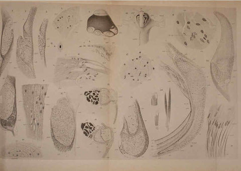 Reproducción/Reproduction 6140283158: The Cephalopod. atlas Jerusalem :Israel Program for Scientific Translations ; Springfield, Va. : available from the U. S. National Technical Information Service,1975