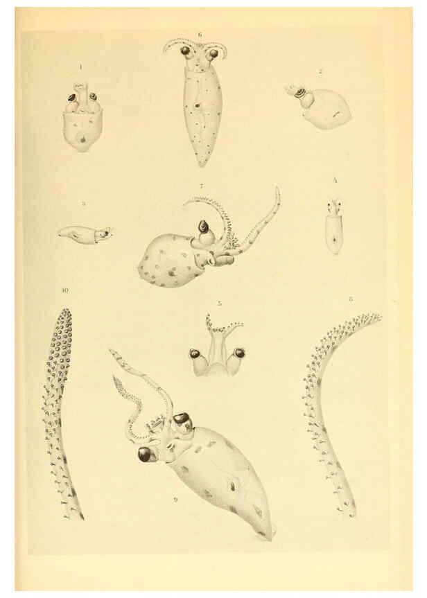 Reproducción/Reproduction 6139732383: The Cephalopod. atlas Jerusalem :Israel Program for Scientific Translations ; Springfield, Va. : available from the U. S. National Technical Information Service,1975