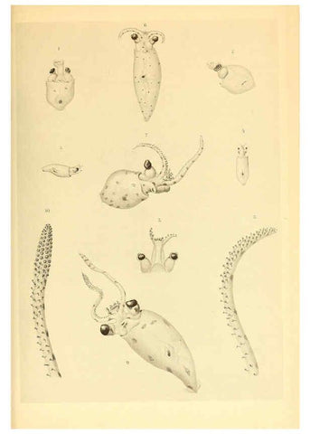 Reproducción/Reproduction 6139732383: The Cephalopod. atlas Jerusalem :Israel Program for Scientific Translations ; Springfield, Va. : available from the U. S. National Technical Information Service,1975