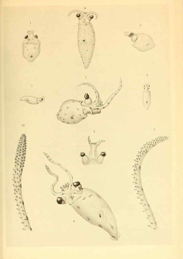 Reproducción/Reproduction 6139732383: The Cephalopod. atlas Jerusalem :Israel Program for Scientific Translations ; Springfield, Va. : available from the U. S. National Technical Information Service,1975