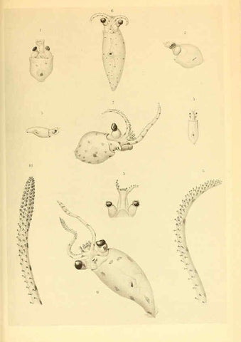 Reproducción/Reproduction 6139732383: The Cephalopod. atlas Jerusalem :Israel Program for Scientific Translations ; Springfield, Va. : available from the U. S. National Technical Information Service,1975