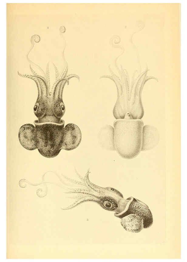Reproducción/Reproduction 6139732659: The Cephalopod. atlas Jerusalem :Israel Program for Scientific Translations ; Springfield, Va. : available from the U. S. National Technical Information Service,1975