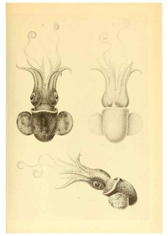 Reproducción/Reproduction 6139732659: The Cephalopod. atlas Jerusalem :Israel Program for Scientific Translations ; Springfield, Va. : available from the U. S. National Technical Information Service,1975