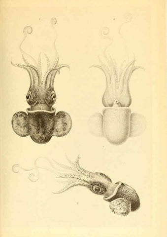 Reproducción/Reproduction 6139732659: The Cephalopod. atlas Jerusalem :Israel Program for Scientific Translations ; Springfield, Va. : available from the U. S. National Technical Information Service,1975