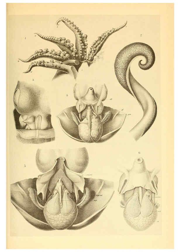 Reproducción/Reproduction 6139732857: The Cephalopod. atlas Jerusalem :Israel Program for Scientific Translations ; Springfield, Va. : available from the U. S. National Technical Information Service,1975