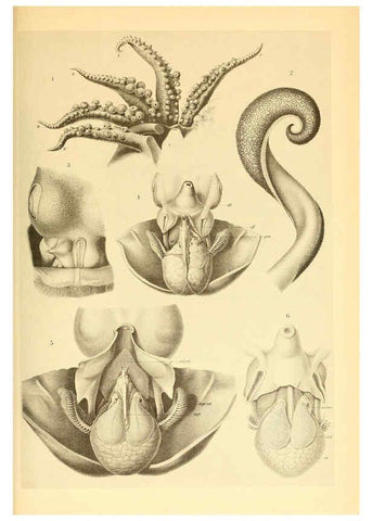 Reproducción/Reproduction 6139732857: The Cephalopod. atlas Jerusalem :Israel Program for Scientific Translations ; Springfield, Va. : available from the U. S. National Technical Information Service,1975