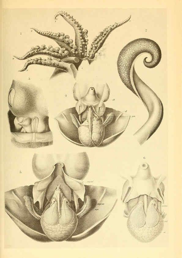Reproducción/Reproduction 6139732857: The Cephalopod. atlas Jerusalem :Israel Program for Scientific Translations ; Springfield, Va. : available from the U. S. National Technical Information Service,1975