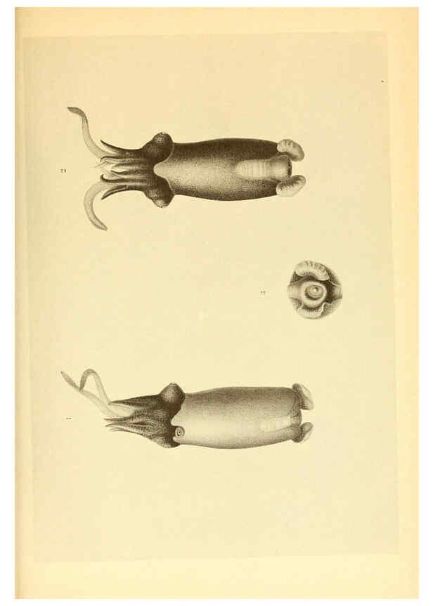 Reproducción/Reproduction 6140284018: The Cephalopod. atlas Jerusalem :Israel Program for Scientific Translations ; Springfield, Va. : available from the U. S. National Technical Information Service,1975