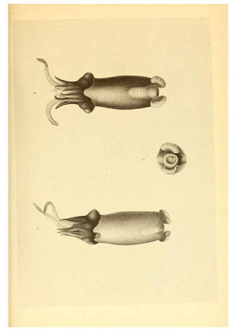 Reproducción/Reproduction 6140284018: The Cephalopod. atlas Jerusalem :Israel Program for Scientific Translations ; Springfield, Va. : available from the U. S. National Technical Information Service,1975