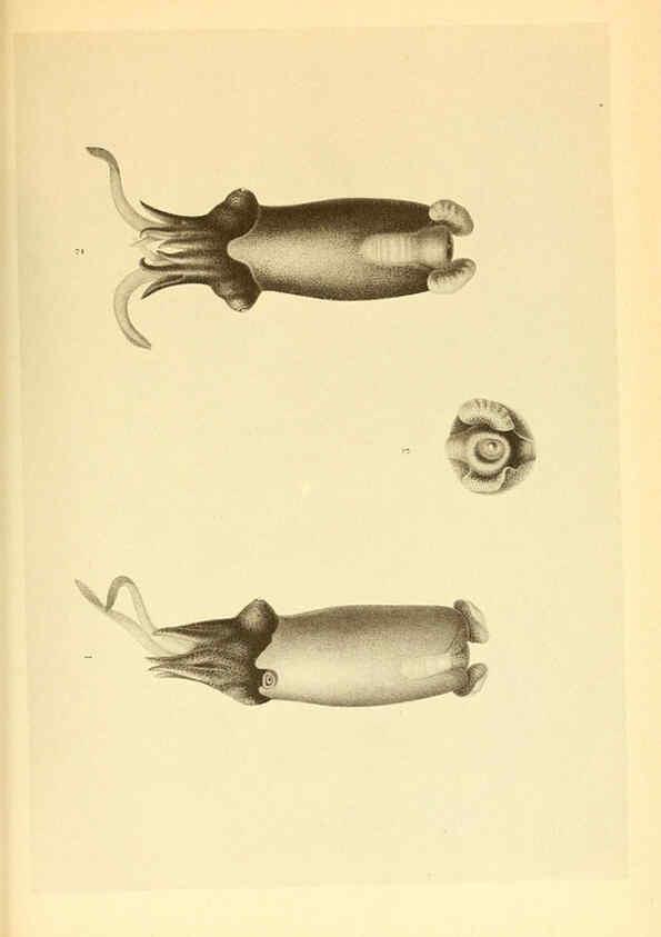 Reproducción/Reproduction 6140284018: The Cephalopod. atlas Jerusalem :Israel Program for Scientific Translations ; Springfield, Va. : available from the U. S. National Technical Information Service,1975