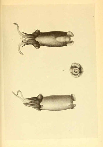 Reproducción/Reproduction 6140284018: The Cephalopod. atlas Jerusalem :Israel Program for Scientific Translations ; Springfield, Va. : available from the U. S. National Technical Information Service,1975