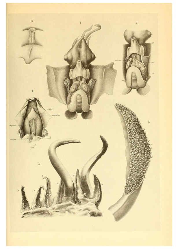 Reproducción/Reproduction 6139733211: The Cephalopod. atlas Jerusalem :Israel Program for Scientific Translations ; Springfield, Va. : available from the U. S. National Technical Information Service,1975