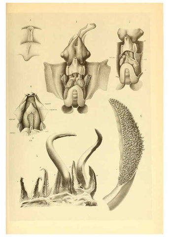 Reproducción/Reproduction 6139733211: The Cephalopod. atlas Jerusalem :Israel Program for Scientific Translations ; Springfield, Va. : available from the U. S. National Technical Information Service,1975